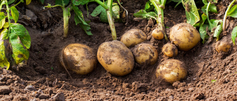 Μειωμένη η σοδειά της πατάτας στο Νευροκόπι λόγω βροχοπτώσεων