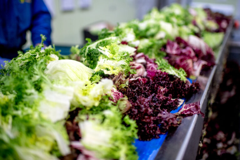 Iceberg: Σταθερά ανοδική η ζήτηση