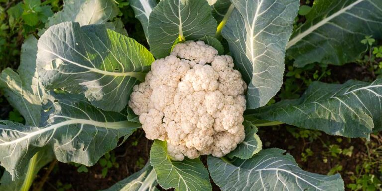 Κουνουπίδια: Μειωμένη η φετινή καλλιέργεια στην Ηλεία