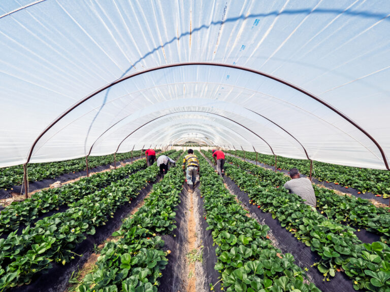 Καθυστέρηση της συγκομιδής φράουλας στην Ισπανία