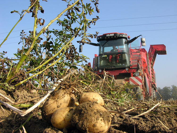 Πατάτες: Στο μέσο όρο η ποσότητα συγκομιδής & αυξημένο το κόστος παραγωγής στη ΒΔ Ευρώπη