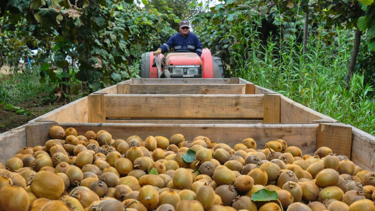 Ακτινίδια: Ξεκίνησε η συγκομιδή στη Νέα Ζηλανδία-                                  Νέο ρεκόρ παραγωγής αναμένεται.