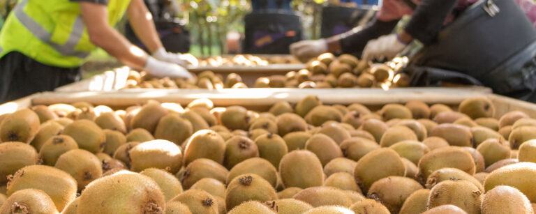 Ακτινίδια: Ανεβαίνουν οι τιμές παραγωγού στη Νέα Ζηλανδία