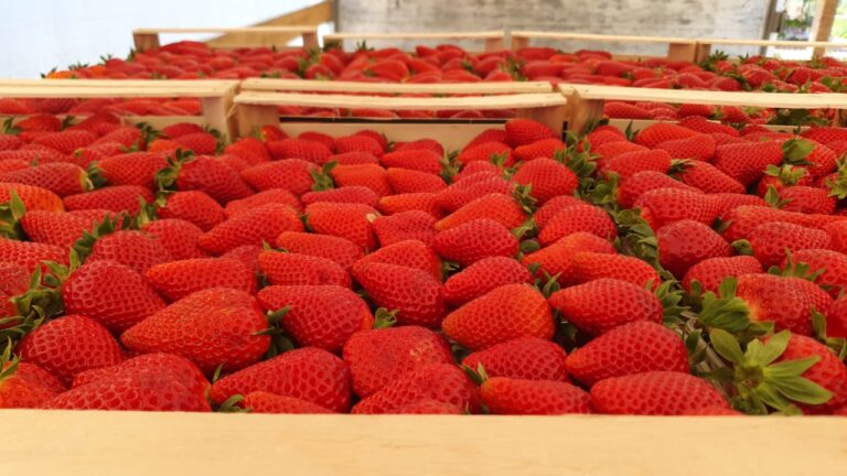 Φράουλες: Η ξηρασία στην Ουέλβα περιορίζει την παραγωγή