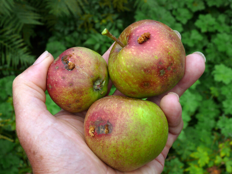 Μήλο: Τεχνικό δελτίο φυτοπροστασίας σε Κεντρική & Δυτική Μακεδονία