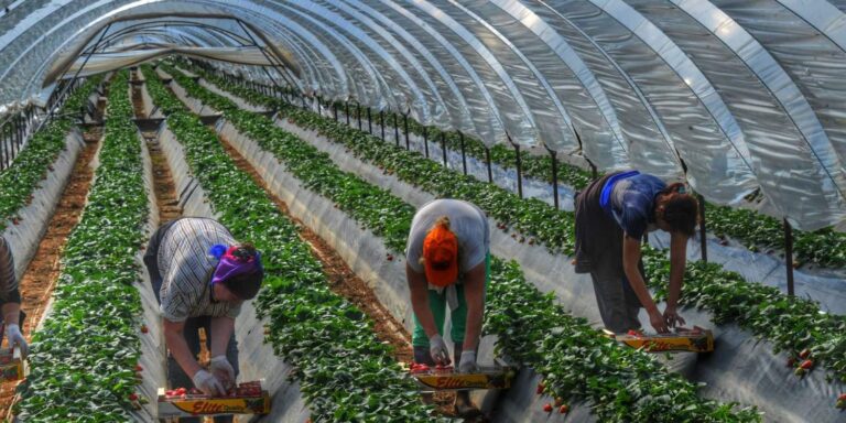 Ενιαίος Αγροτικός Σύλλογος Ιεράπετρας: Ανάγκη για μετακλήσεις εργατών γης από τρίτες χώρες