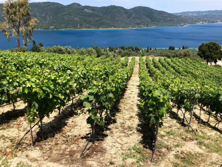 ΚΕΟΣΟΕ: Μικρή παραγωγή και αυξημένο κόστος απειλούν την αμπελοκαλλιέργεια