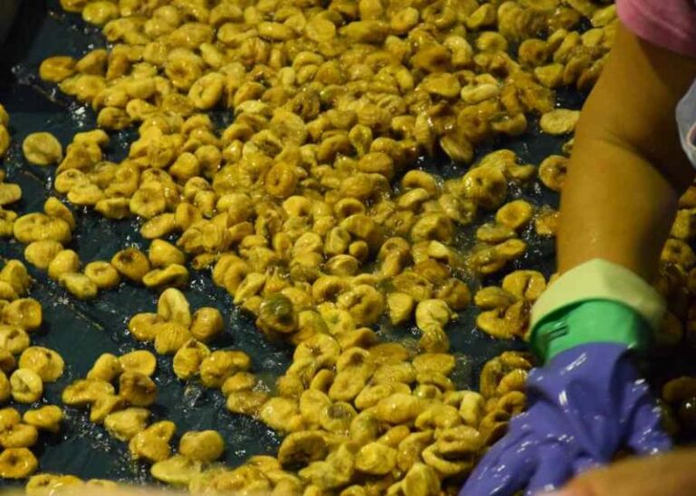 ΣΥΚΙΚΗ: Αύξηση τιμών παραγωγού κατά 4% για όλες τις κατηγορίες σύκων