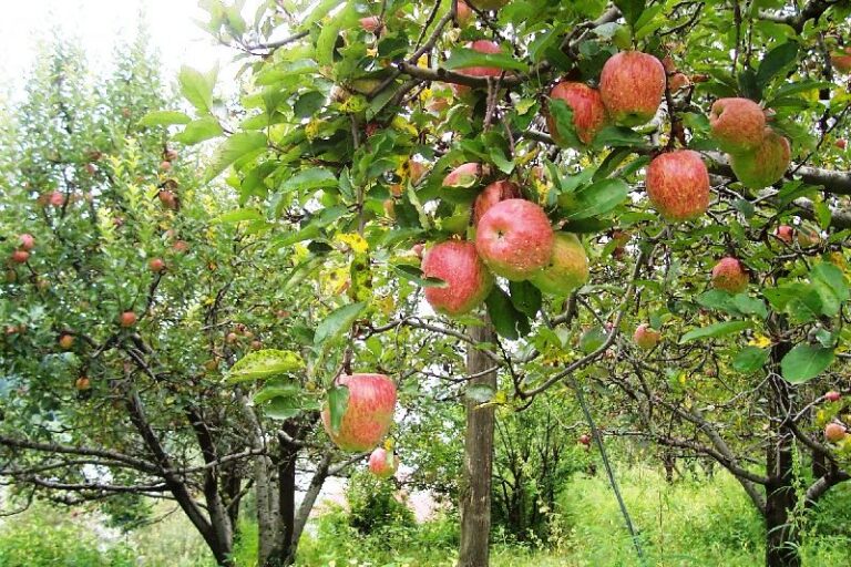 Ενημερωτική συγκέντρωση για την Αναδιάρθρωση Καλλιεργειών στη Ζαγορά