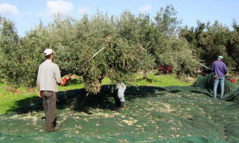 Νέα παράταση έως 31/5 λαμβάνει η μετάκληση εργατών γης