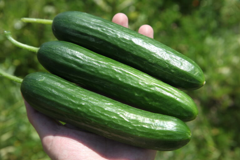 Αγγούρια: Δυναμικά κυλούν οι εξαγωγές