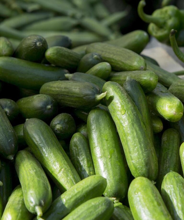 Αγγούρια: Καθοδικές οι εξαγωγές έως και 14.11.25