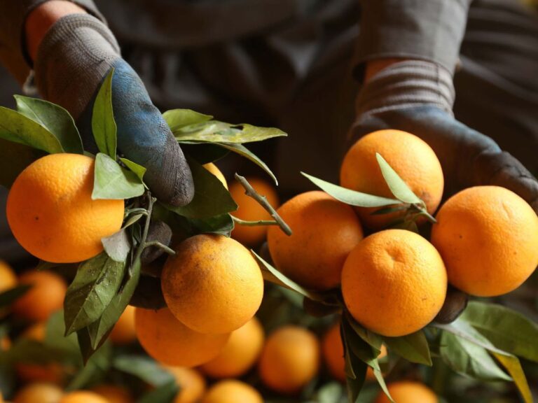Τέλος η συγκομιδή πορτοκαλιών στην Ανδαλουσία και ανησυχία για την επόμενη σεζόν