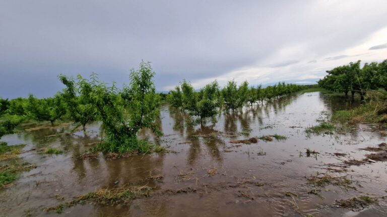 ΕΘΕΑΣ: Άμεση εκτίμηση ζημιών από βροχοπτώσεις σε όλες τις καλλιέργειες