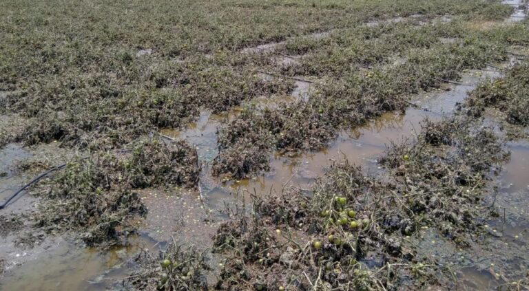 Την 24η Ιουλίου η εξόφληση του ΕΛΓΑ για Daniel και Elias