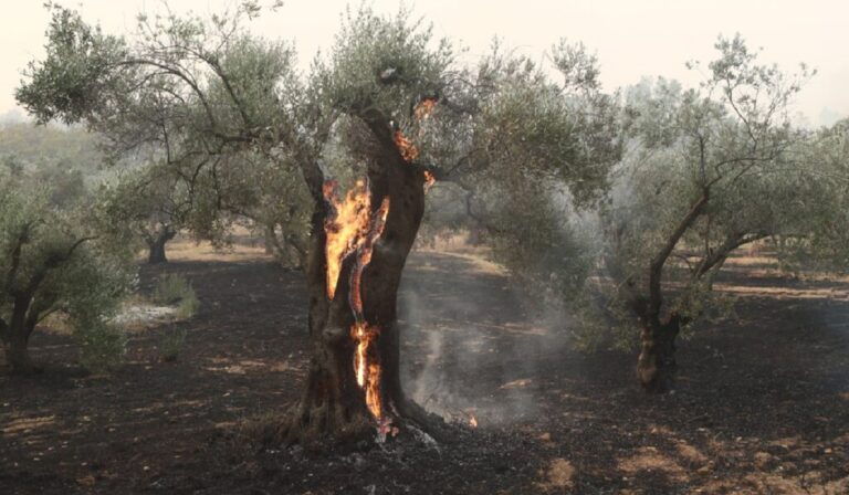 Έναρξη καταγραφής πληγέντων επιχειρήσεων & αγροτικών εκμεταλλεύσεων του Έβρου