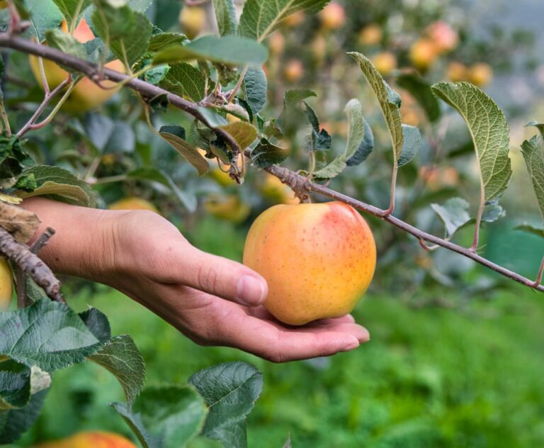 Μήλα Kissabel®: Κατά 40% αυξημένη η φετινή συγκομιδή στην Ευρώπη