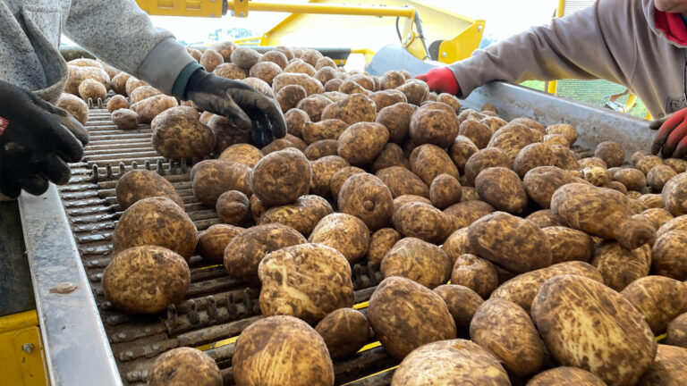 Πατάτες – ΒΔ Ευρώπη: Χαμηλές τιμές πώλησης από τους παραγωγούς