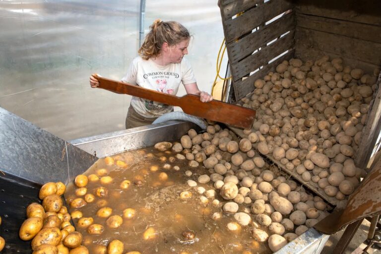 Πατάτες – ΒΔ Ευρώπη: Ασυγκόμιστοι παραμένουν στα χωράφια 1.4 εκατ. τόνοι πατάτας
