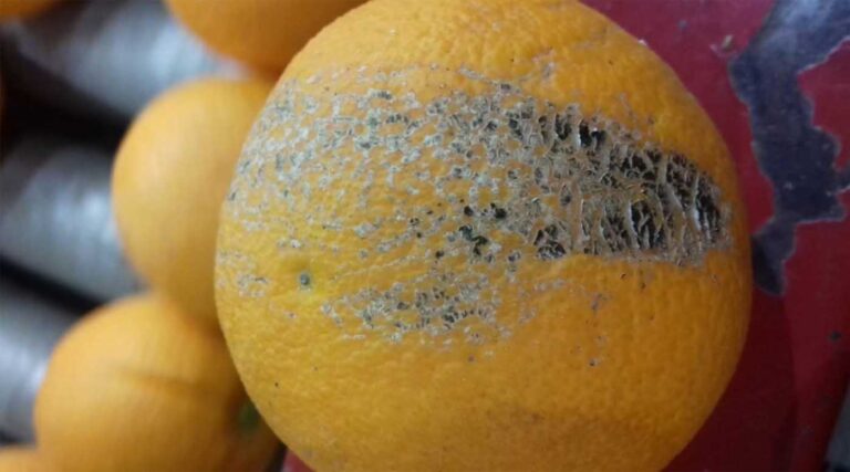 Ισπανία: Συναγερμός λόγω σοβαρής προσβολής εσπεριδοειδών από θρίπες