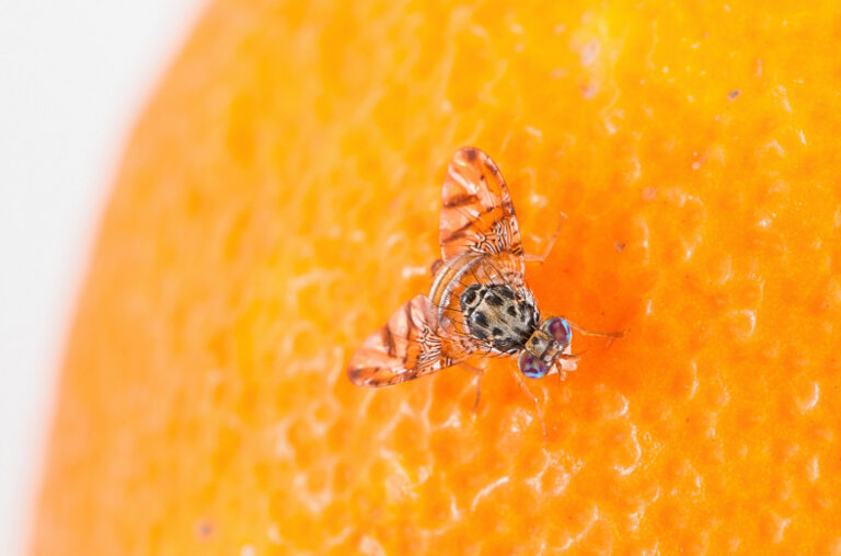 Τεχνικό δελτίο φυτοπροστασίας για Μύγα Μεσογείου