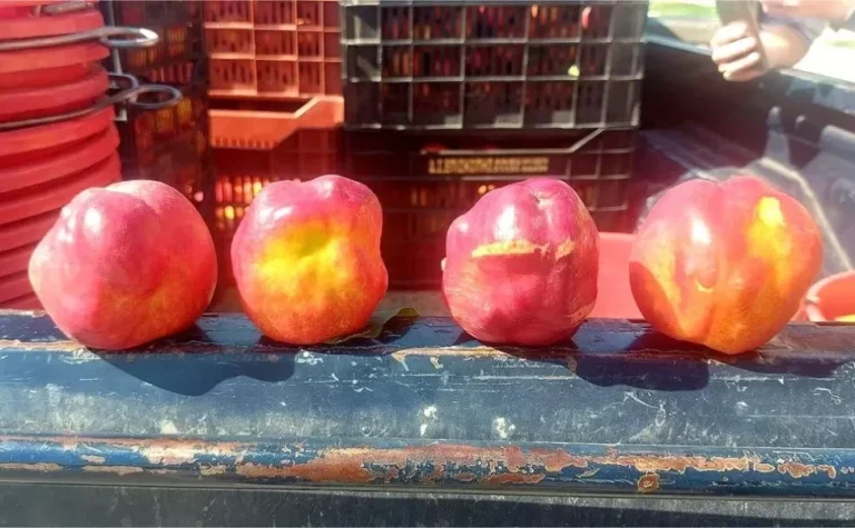 Πάνω από 10.000 στρέμματα με παραμορφωμένα ροδάκινα, νεκταρίνια και βερίκοκα