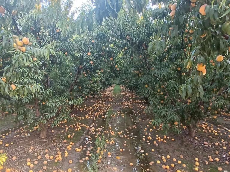 ΕΘΕΑΣ: Άμεση σύσταση επιστημονικής επιτροπής για τις ζημιές στα πυρηνόκαρπα από τις πρόσφατες άκαιρες βροχοπτώσεις