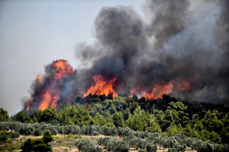 Κλιμάκια του ΕΛΓΑ στην πυρόπληκτη Κορινθία για αποτίμηση των ζημιών