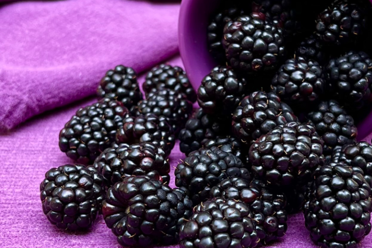 Frutura: Δημιουργία νέου τμήματος με στόχο τη διεθνή εξάπλωση των μούρων