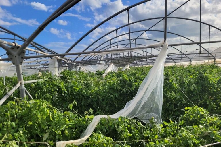 Σικελία: Ζημιές σε καλλιέργειες προκάλεσε νέα κακοκαιρία 