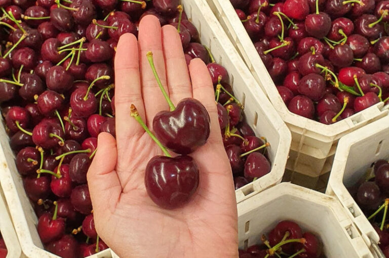 Κεράσια Santina από την Agromarket Hellas Kolovos