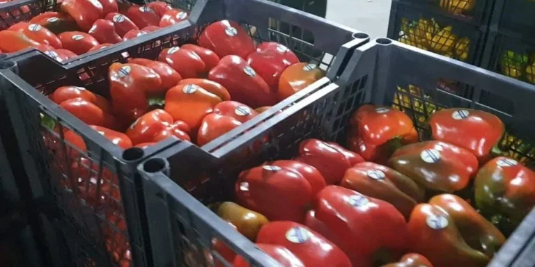 Με σταθερό όγκο και υψηλές σε αξία οι εξαγωγές ισπανικών φρούτων και λαχανικών