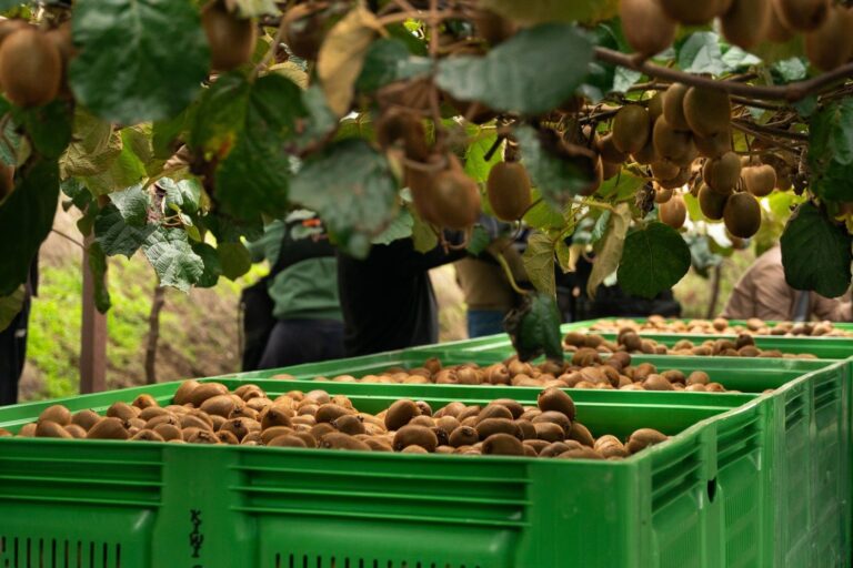 Ακτινίδια: Με ήπια αισιοδοξία και προετοιμασία για μακρινές εξαγωγές