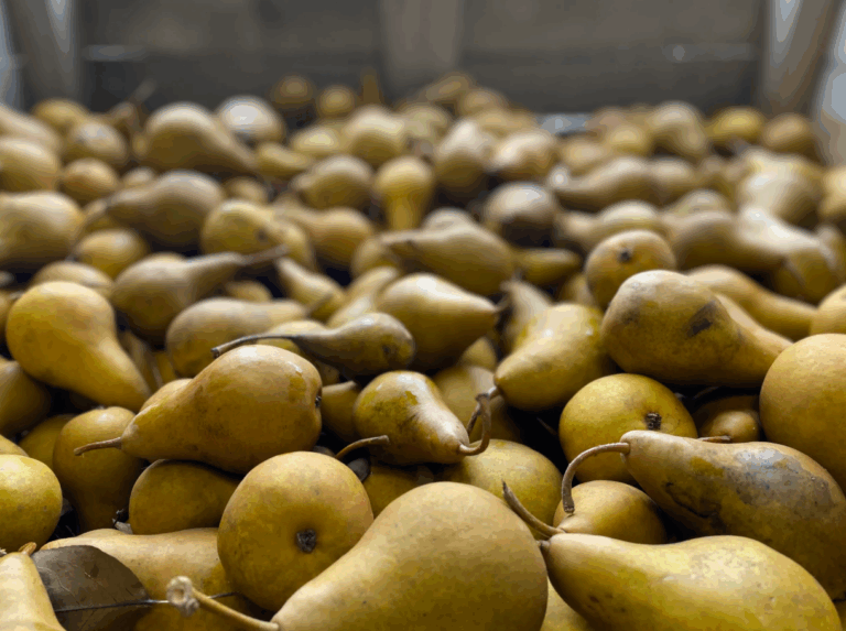 Αχλάδια: Θετική η εικόνα της παραγωγής στις Κάτω Χώρες