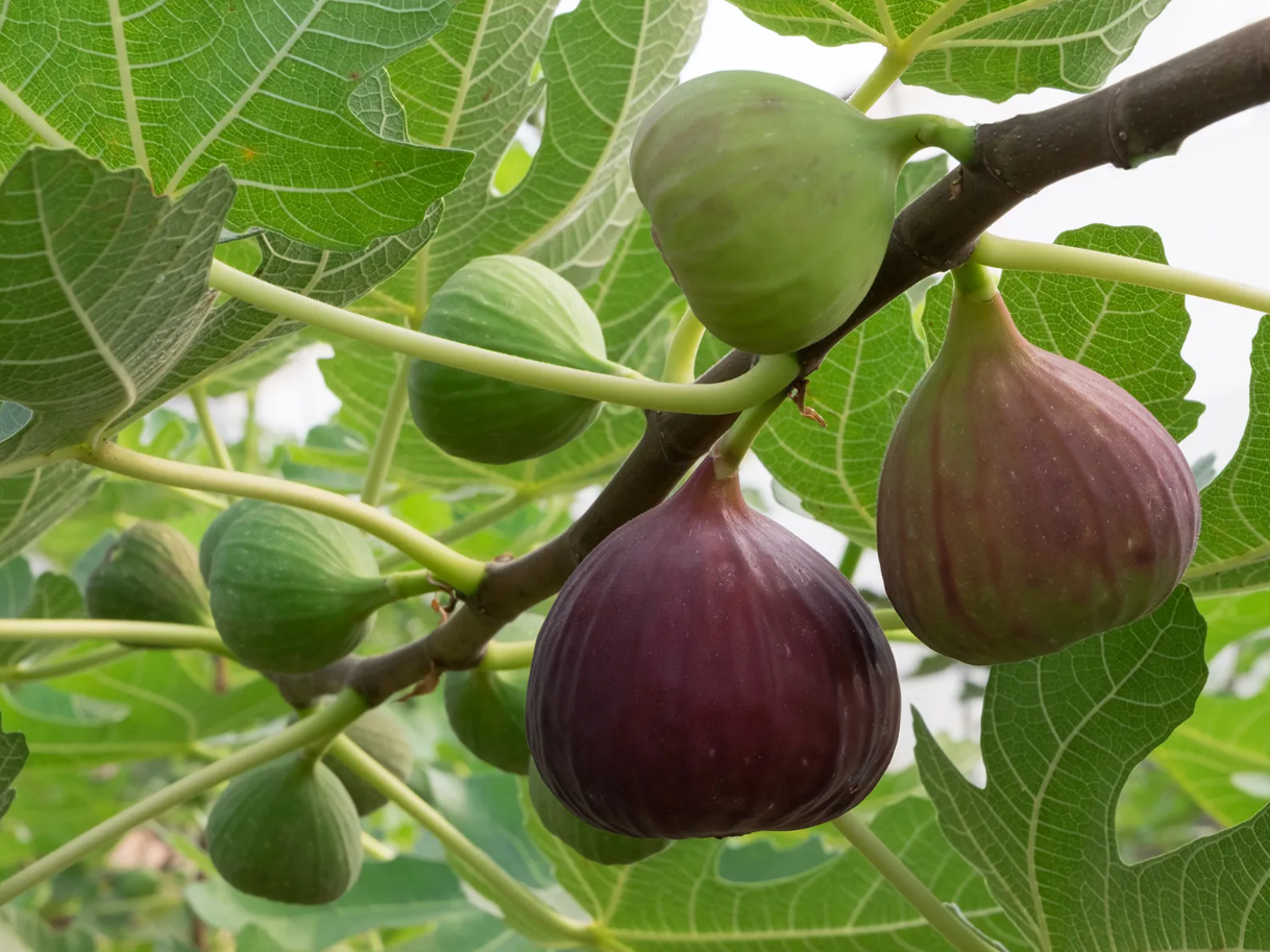 Sykas Tree Σύκα: Καλή η εικόνα στα Βασιλικά – άσχημη τροπή για τα μαύρα - Φρουτονέα