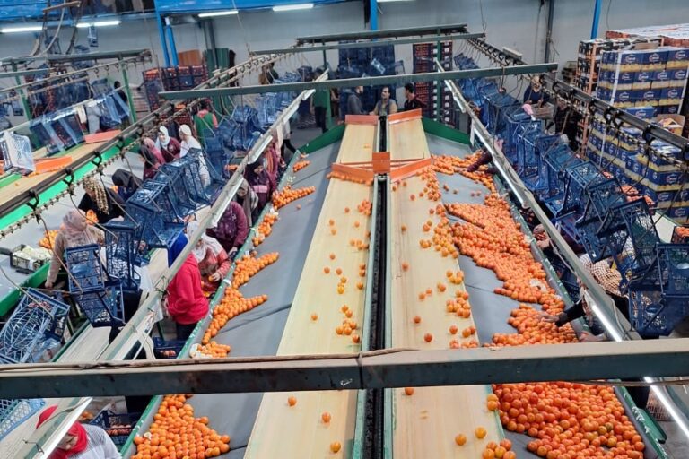 Λιγότερα αιγυπτιακά πορτοκάλια για την Ευρώπη φέτος