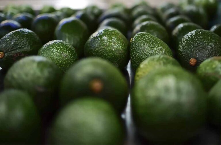 Συνεργασία μεταξύ Westfalia Fruit & AgroSustain για μείωση απώλειας τροφίμων με “έξυπνες” μετασυλλεκτικές λύσεις
