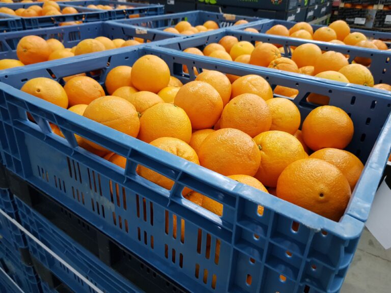 Εσπεριδοειδή – Ισπανία: Οψίμηση και μικροκαρπία αναμένεται στη Βαλένθια