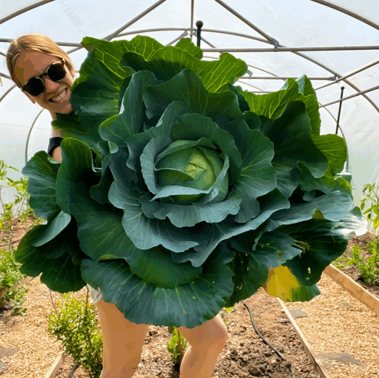 Ολλανδία: Μεγάλη η ψαλίδα στις τιμές μικρού και μεγάλου λάχανου