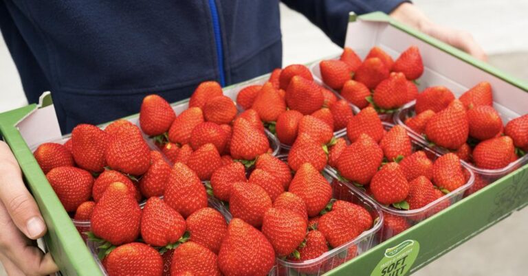 Inspire: Η νέα premium ποικιλία φράουλας από την Ολλανδία