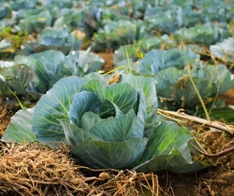 Άσπρο λάχανο: Οι χαμηλές θερμοκρασίες ανεβάζουν την κατανάλωση