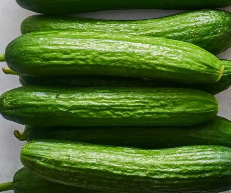 Αγγούρια: Ανάκαμψη εξαγωγών έως και 20.2.26