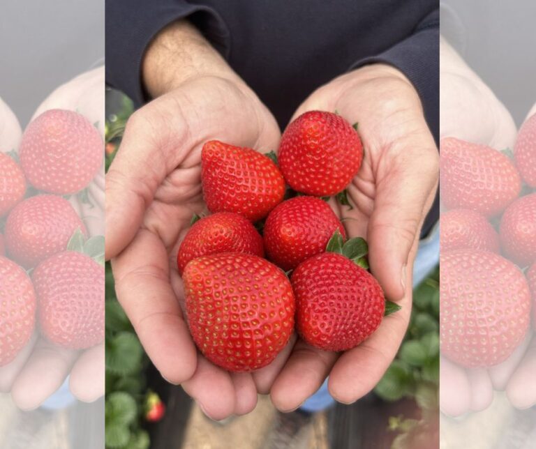 Φράουλες – Ευρώπη: Μείωση 13% στην παραγωγη την τελευταια δεκαετία