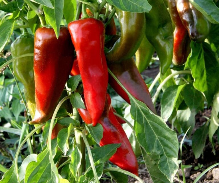 Ειδήσεις από την ευρωπαϊκή αγορά πιπεριάς