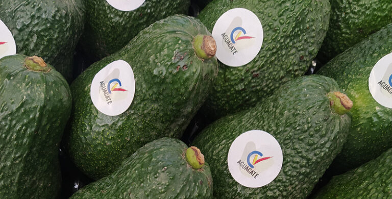 «Aguacate Valenciano»: Η Βαλένθια λανσάρει επίσημο brand τοπικού αβοκάντο