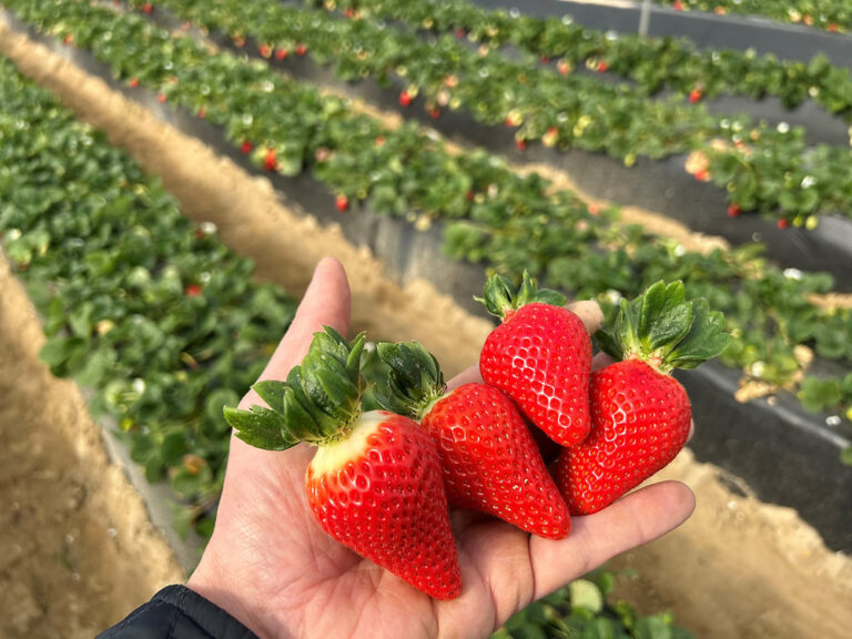 Φράουλα: Ενισχύει τη θέση της στην ευρωπαϊκή αγορά η ποικιλία«Bachata»