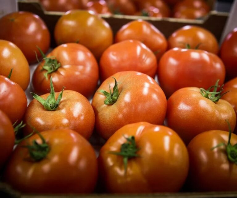 Αλμερία: Προκλήσεις στην παραγωγή των κηπευτικών