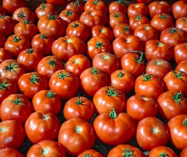 Τομάτες: Μειωμένες οι εξαγωγές έως και 27.3.26