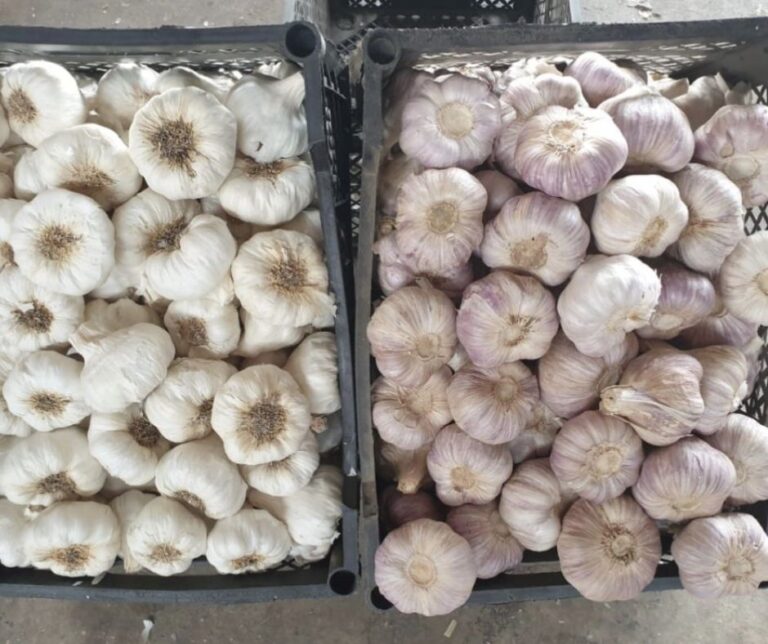 Εντατικοποίηση για τις εξαγωγές αιγυπτιακού σκόρδου