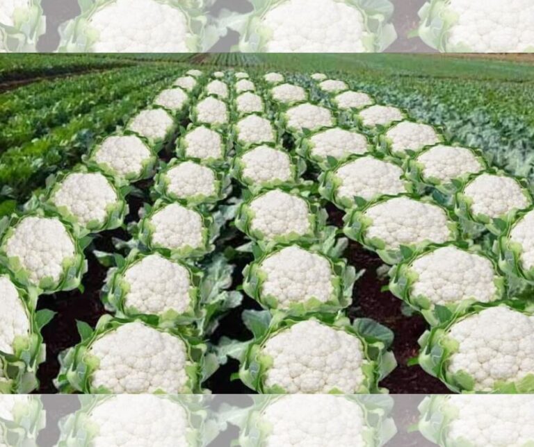 Μειωμένη η γαλλική παραγωγή κουνουπιδιού